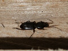 Stenomorphus californicus