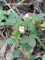Oxalis barrelieri