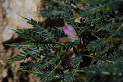 Astragalus creticus