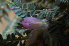 Astragalus creticus