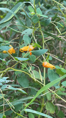 Impatiens capensis