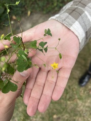 Oxalis stricta