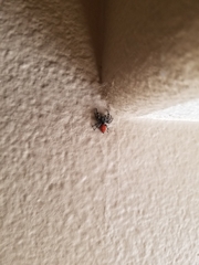 Phidippus adumbratus