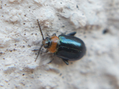Disonycha politula