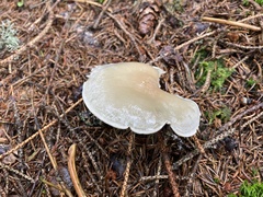 Clitocybe