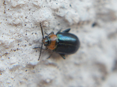 Disonycha politula