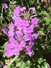 Phlox maculata