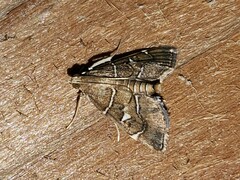 Lamprosema