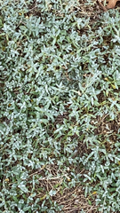 Cerastium tomentosum