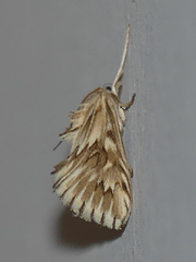 Cynaeda dentalis