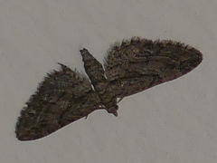 Eupithecia oxycedrata