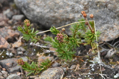 Phyllodoce empetriformis