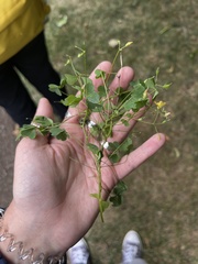 Oxalis stricta