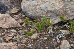 Phyllodoce empetriformis