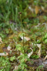 Trollius laxus