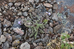 Polemonium pulcherrimum