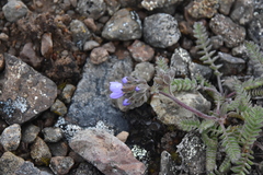 Polemonium pulcherrimum
