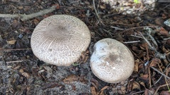 Agaricus sylvaticus
