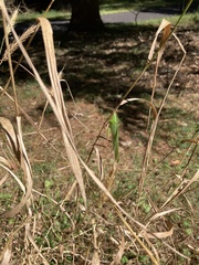 Neoconocephalus ensiger