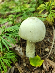 Amanita polypyramis
