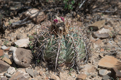 Echinocactus horizonthalonius