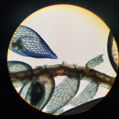 Sphagnum tenellum