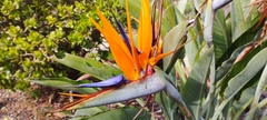 Strelitzia reginae
