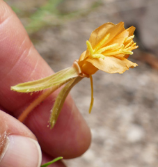 Oenothera pubescens