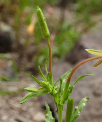 Oenothera pubescens