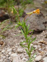 Oenothera pubescens