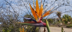 Strelitzia reginae