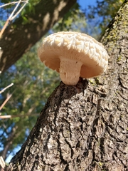Hypsizygus