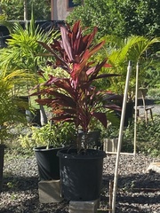 Cordyline fruticosa