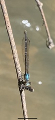 Argia tibialis