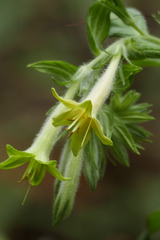 Lithospermum macromeria