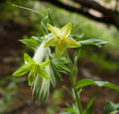 Lithospermum macromeria