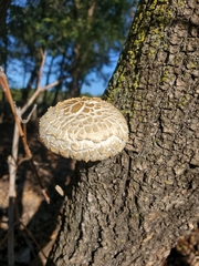Hypsizygus
