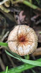 Crinipellis scabella