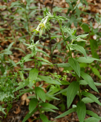 Lithospermum macromeria