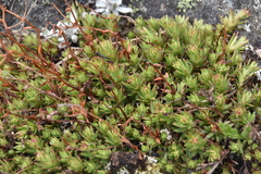 Saxifraga bronchialis