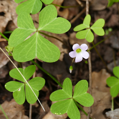 Oxalis metcalfei