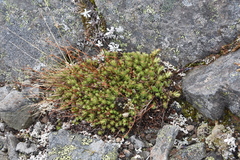 Saxifraga bronchialis