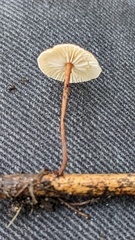 Crinipellis scabella