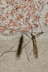 Pseudolimnophila lucorum