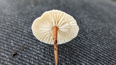 Crinipellis scabella