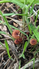 Crinipellis scabella