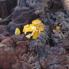 Calycina