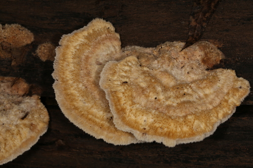 Coriolopsis trogii