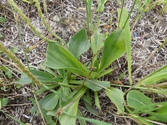 Plantago eriopoda