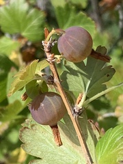 Ribes oxyacanthoides